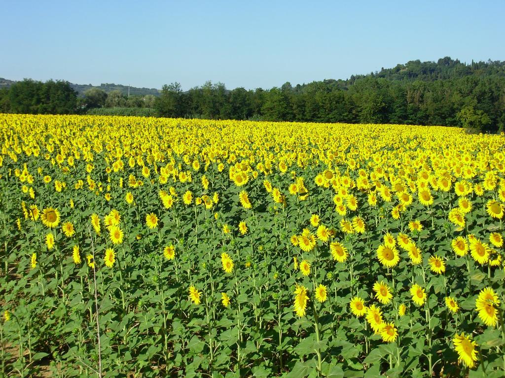 سان جيمينيانو Il Borghetto Tuscan Holidays المظهر الخارجي الصورة